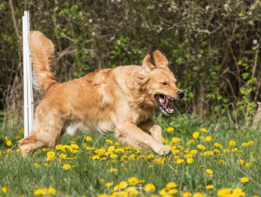 CZWORONOGI–CZWORONOGOM, zdjęcie: SIRVIS nad Jeziorem Serwy - zdjęcie z zawodów - zobacz jak trenujemy aporty w otoczeniu Puszczy Augustowskiej