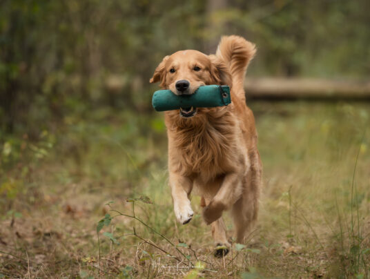 CZWORONOGI–CZWORONOGOM, zdjęcie: SIRVIS nad Jeziorem Serwy - zdjęcie z zawodów - zobacz jak trenujemy aporty w otoczeniu Puszczy Augustowskiej