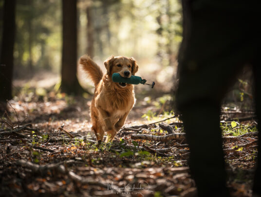 CZWORONOGI–CZWORONOGOM, zdjęcie: SIRVIS nad Jeziorem Serwy - zdjęcie z zawodów - zobacz jak trenujemy aporty w otoczeniu Puszczy Augustowskiej