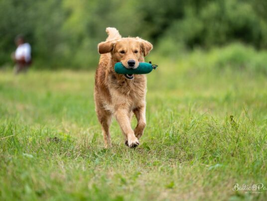 CZWORONOGI–CZWORONOGOM, zdjęcie: SIRVIS nad Jeziorem Serwy - zdjęcie z zawodów - zobacz jak trenujemy aporty w otoczeniu Puszczy Augustowskiej