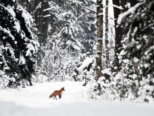 SIRVIS na niepogodę, zdjęcie: DZICZENIE.PL - SIRVIS - Suwalszczyzna