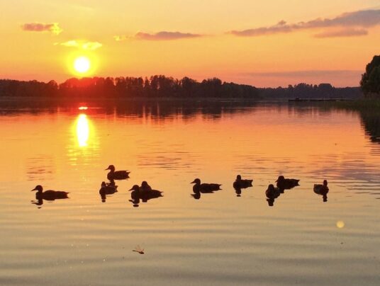 SIRVIS na wodzie, zdjęcie: natura - SIRVIS - jezioro Serwy - Suwalszczyzna