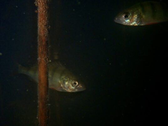 SIRVIS na wodzie, zdjęcie: pod wodą - SIRVIS - jezioro Serwy - Suwalszczyzna