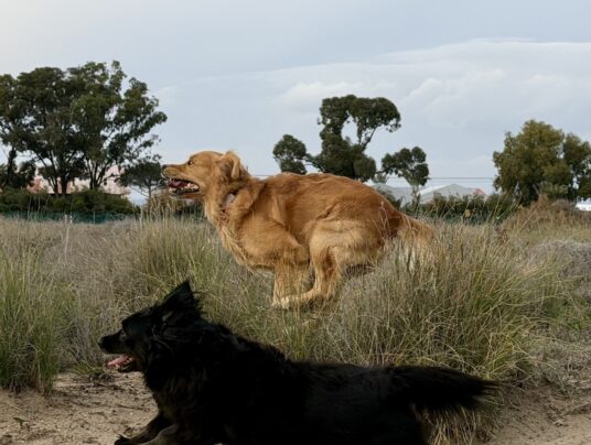 SIRVIS - czworonożni gospodarze, zdjęcie: Świat w ruchu - Lucy i Wincent w pełnym gazie