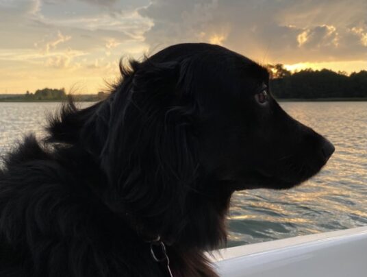 SIRVIS - czworonożni gospodarze, zdjęcie: Lucy nad jeziorem Serwy