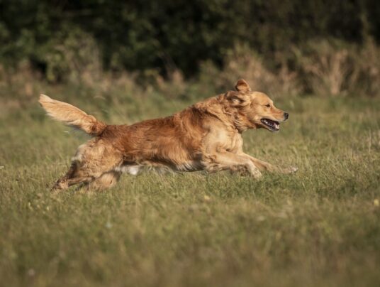 SIRVIS - czworonożni gospodarze, zdjęcie: Skupienie i ruch - Wincent w akcji