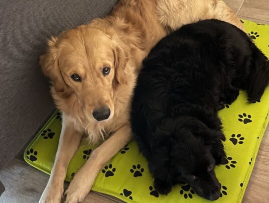 SIRVIS - czworonożni gospodarze, zdjęcie: Slow life na cztery łapy