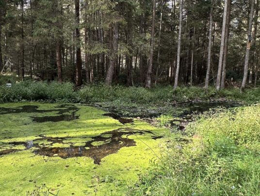 SIRVIS okolice, zdjęcie: zielone płuca - SIRVIS - Suwalszczyzna