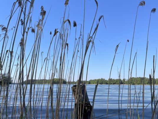SIRVIS teren, zdjęcie: widok na jezioro - SIRVIS - jezioro Serwy - Suwalszczyzna