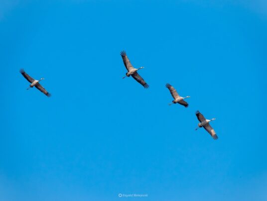 The best of..., zdjęcie: Suwalszczyzna - najpiękniejsze krajobrazy i natura w naszej okolicy | SIRVIS Apartamenty