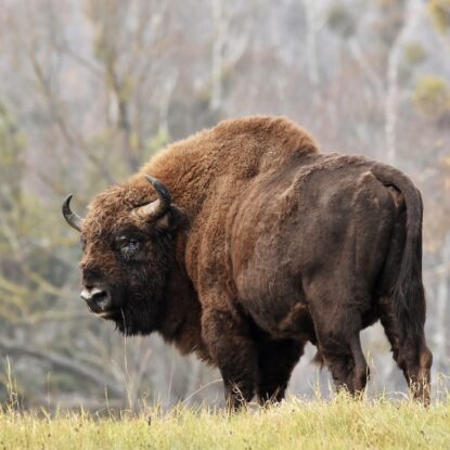 klimat SIRVIS - natura - Suwalszczyzna